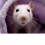 rat and mice group!!!!!!!!