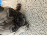 Pug and dog people