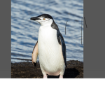 Penguins and cat ###### unite
