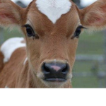 Cow love squad