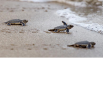 amazing turtle group woohoo!