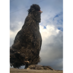 Kaylee's Chicken Cult