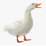QUACKKK QUACKK