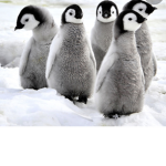 Penguins rule join the squad today