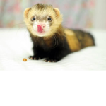 the ferret gangsta's