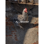The Chicken’s