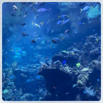 ༄ the deep sea