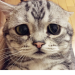 Get money cat