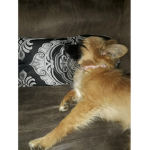 <3 animals