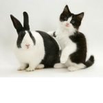 kitty VS bunny squad!
