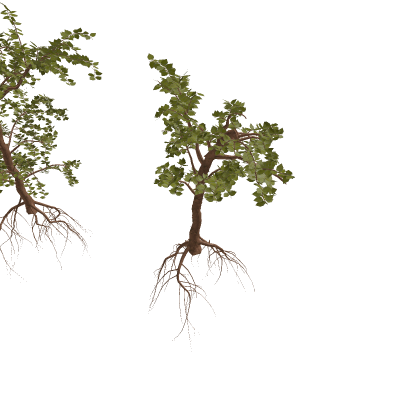 Realistic Mangrove Trees