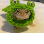 The Banging Geckos