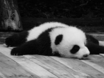 # pandaclub