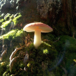 Mushroom designers