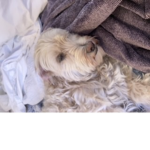 Look at dogs