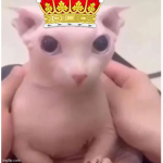 pikachusuper47