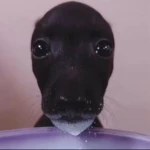 avocado.ugc Group Thumbnail