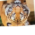Tigersssssssssssssss unite