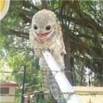 Beneficial birds