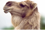 Camel clothes