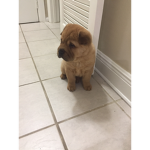 Cut puppy’s