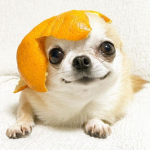 ORANGE DAWGS