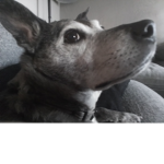 Love DOGS heart dogs
