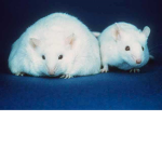 {mice united}