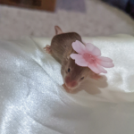 +Ratville+