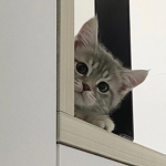 消える¿