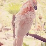Peachy Parrots