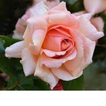 Rose gaming club
