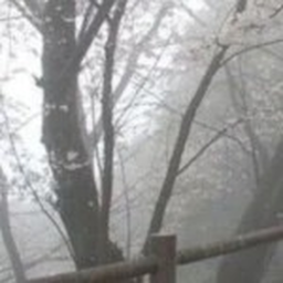美
