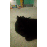 R.I.P Ramses