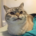 ‘fangs