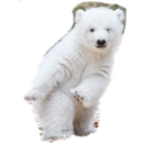 white Bear club