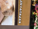 カエル大好き