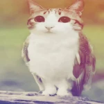 Epic Meme shop Group Thumbnail