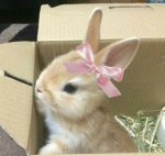 lil rabbits!