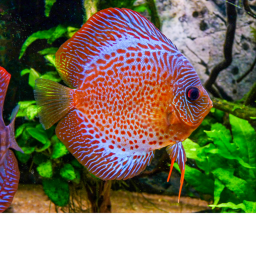 The fish kingdom
