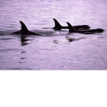 The Orca Pod!