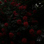 ~Classic~Aesthetic~