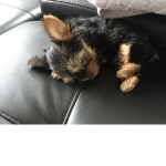 Lola is cute
