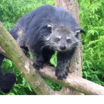 The Binturong Rainforest