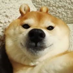 The Noob/Doge Fans