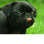 Da Pugz