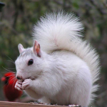 Aesthetic Squirrel’s