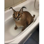 Elgatooooo