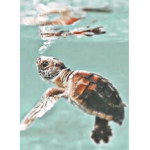 Les_ petite_ tortue