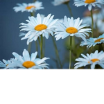~*GALAXY ROSES*~